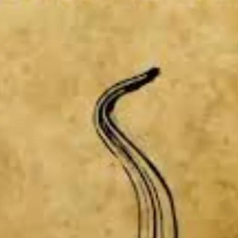 chat with ai character: gran majar