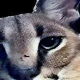 chat with ai character: multi fandom 