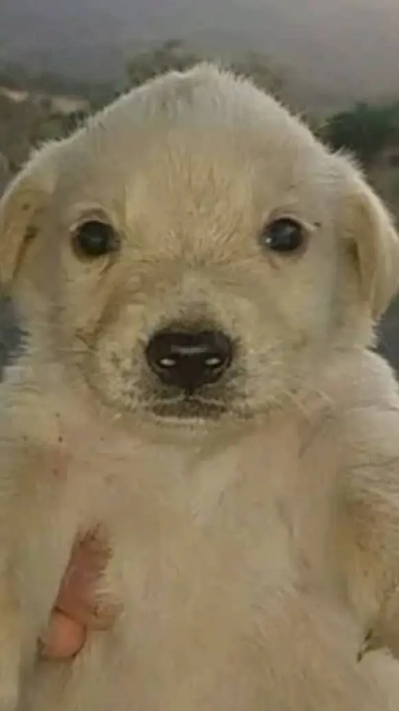 ai character: perro jsjs background