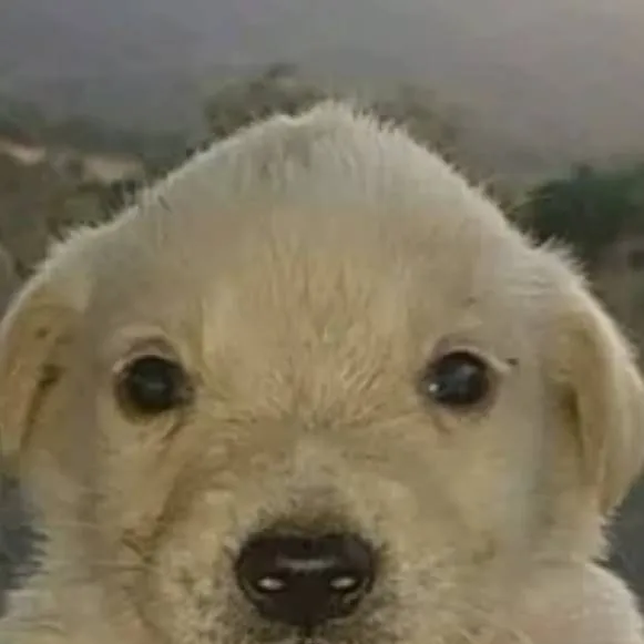 chat with ai character: perro jsjs