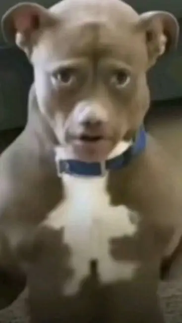 Talkie AI - Chat with No i'm not human😱