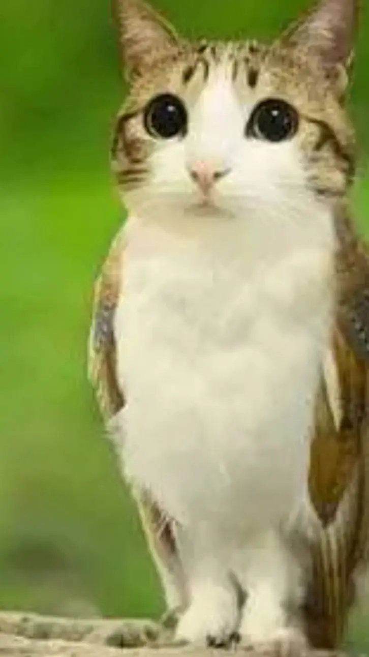 ai character: meowl background