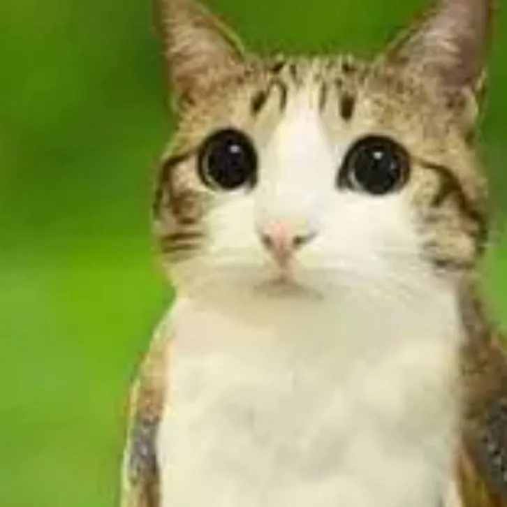 chat with ai character: meowl