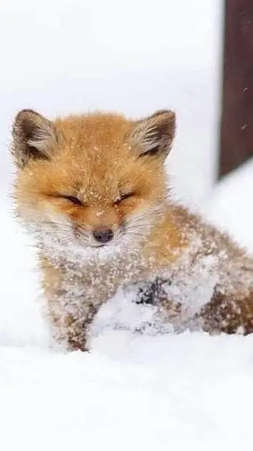 ai character: baby fox background
