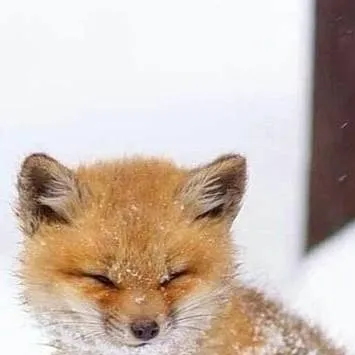 chat with ai character: baby fox