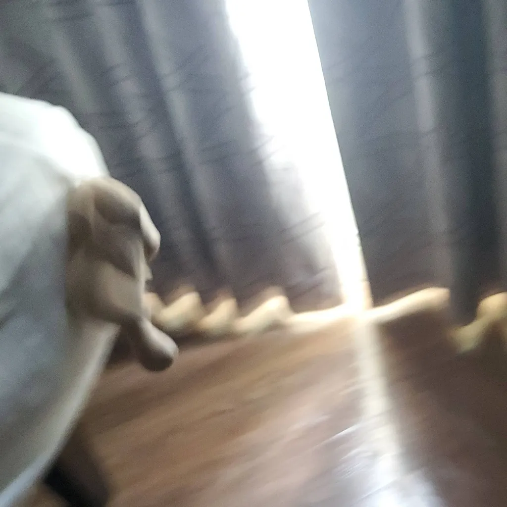 chat with ai character: Nosey