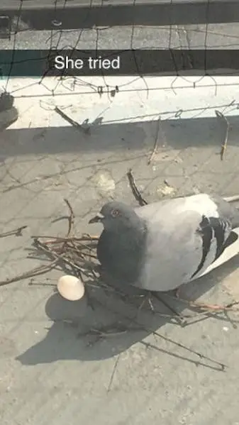 ai character: Pigeon background