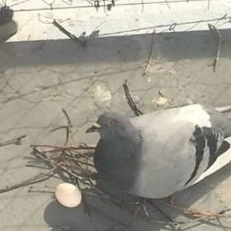 chat with ai character: Pigeon