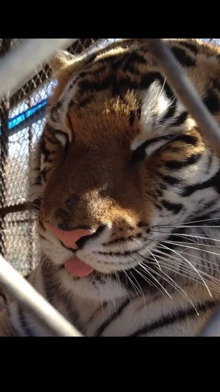Talkie AI - Chat with silly tiger