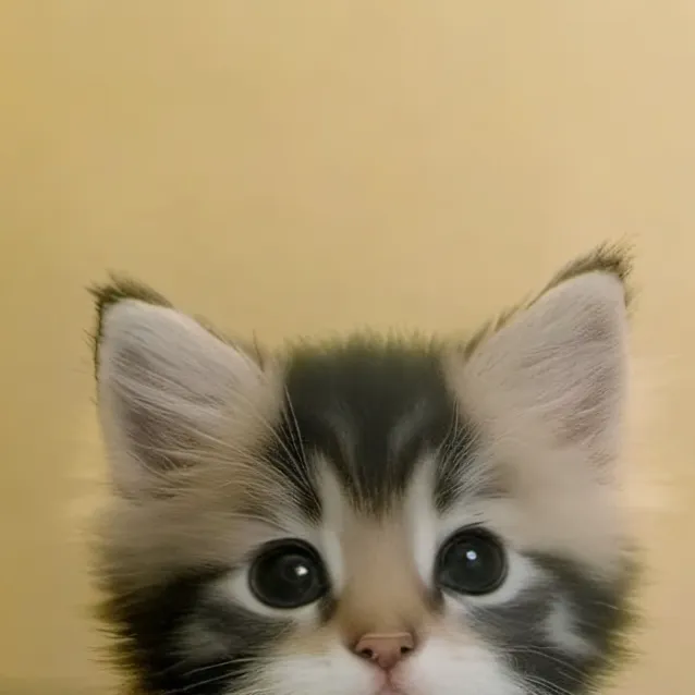 chat with ai character: cute cat