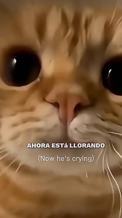 Talkie AI - Chat with garfield