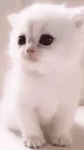 ai character: You’re kitty background