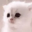 chat with ai character: You’re kitty