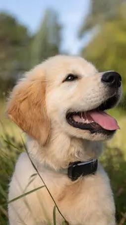 ai character: Your puppy background