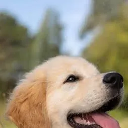 chat with ai character: Your puppy