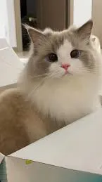 ai character: Kitty background