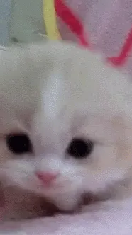 ai character: Me/saif as kitty background