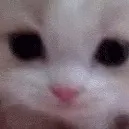chat with ai character: Me/saif as kitty