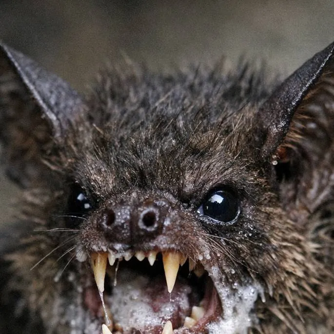 chat with ai character: rabies bat
