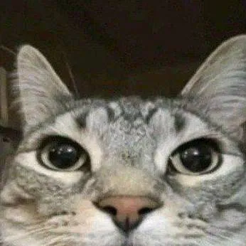 chat with ai character: gato