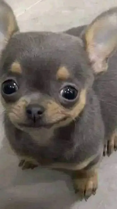 ai character: perrito background