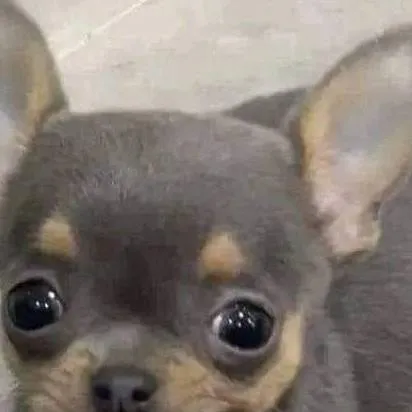 chat with ai character: perrito