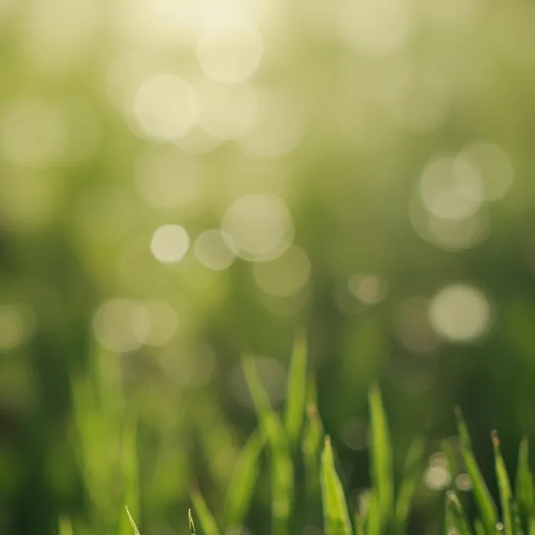 chat with ai character: GRASS 