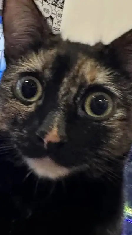 ai character: cat  background