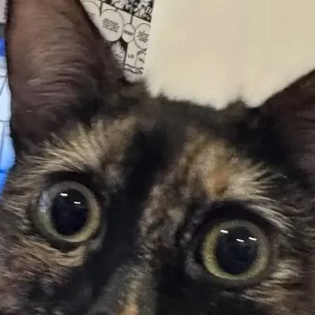 chat with ai character: cat 