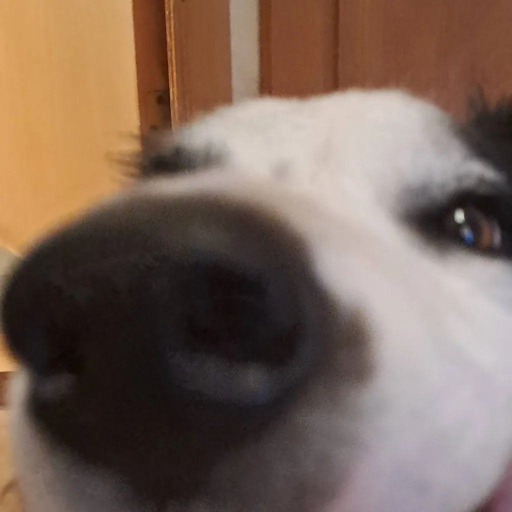 chat with ai character: milo