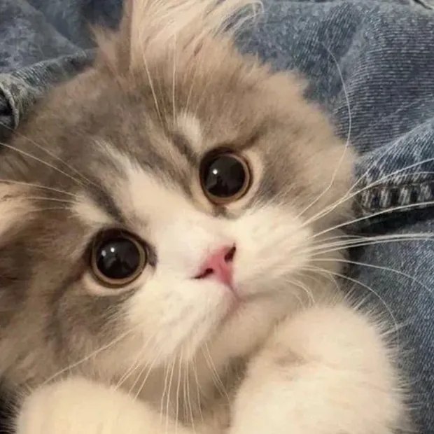 chat with ai character: ♥️Mally♥️