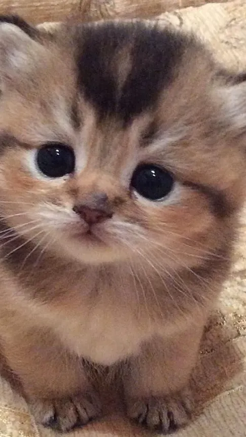 ai character: Ally background