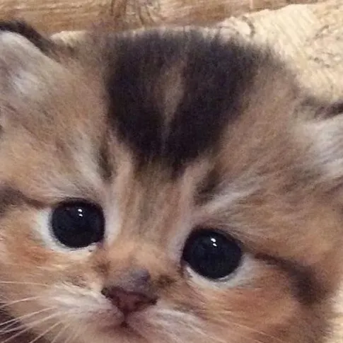 chat with ai character: Ally