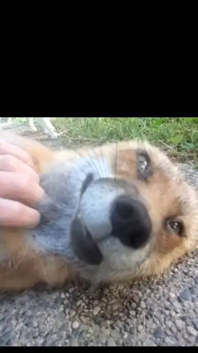 ai character: Rex background