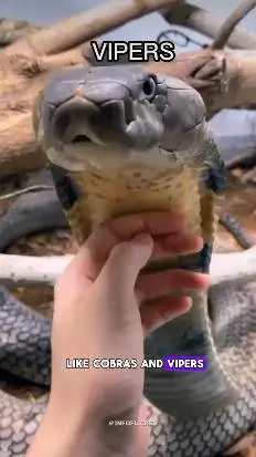 ai character: king Cobra  background