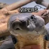 chat with ai character: king Cobra 