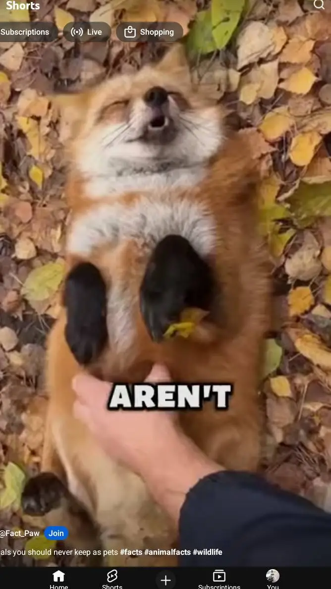 ai character: Rin background