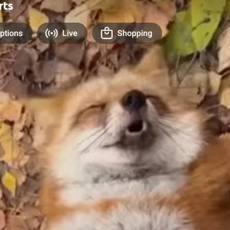 chat with ai character: Rin