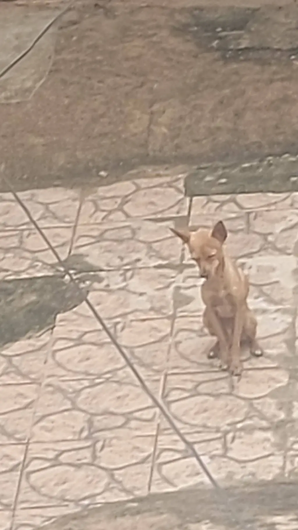 ai character: cachorro  background