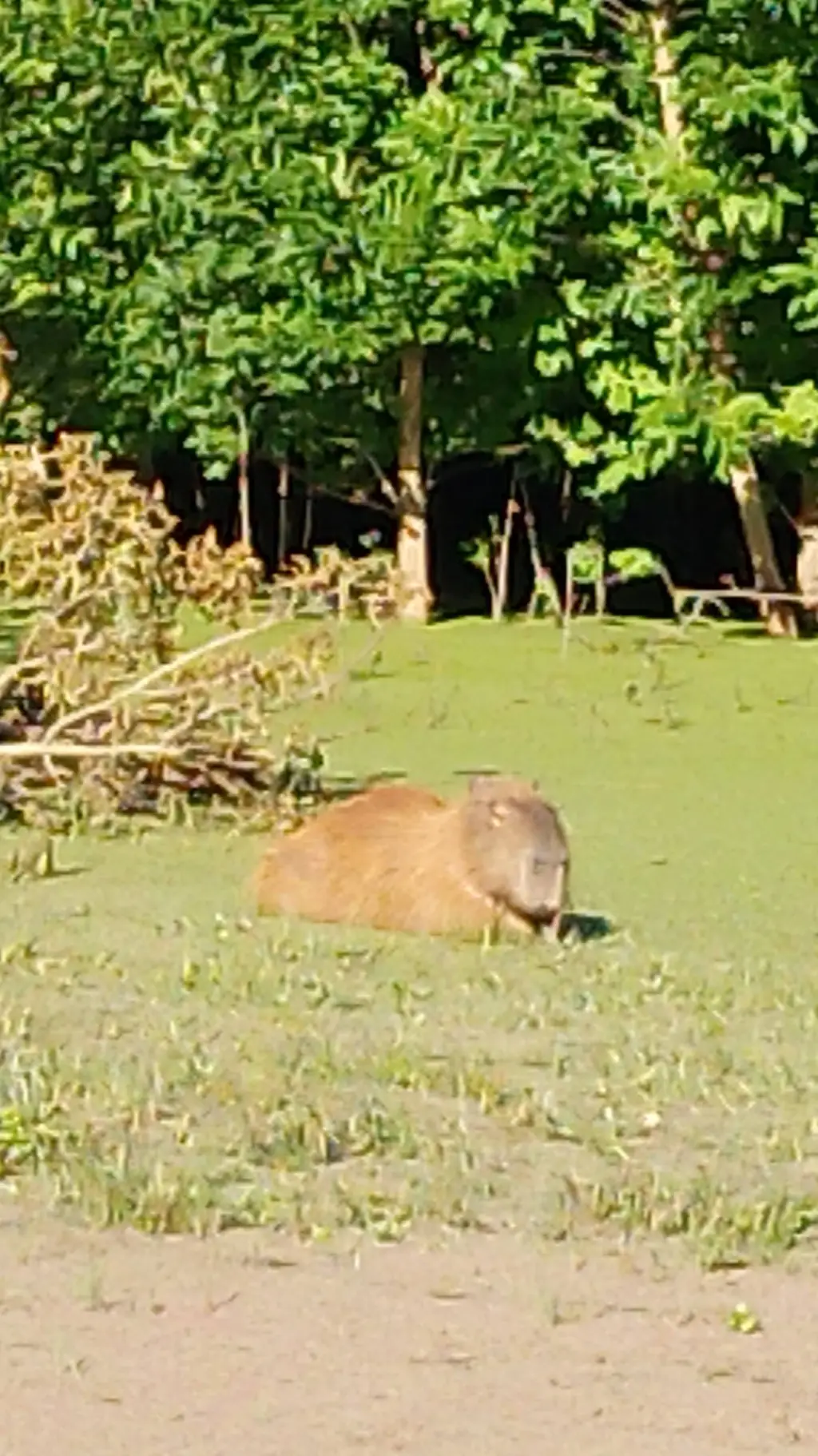 ai character: capibara  background