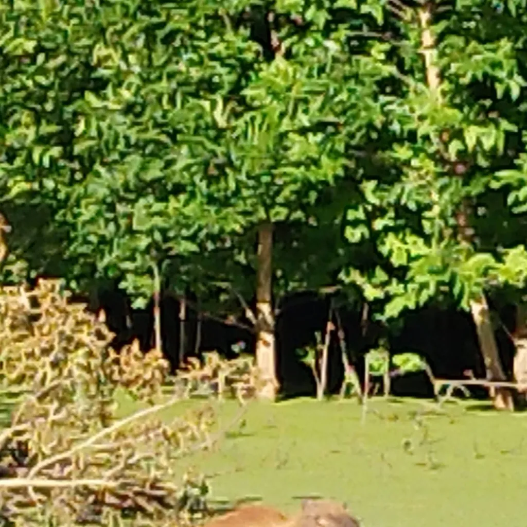 chat with ai character: capibara 