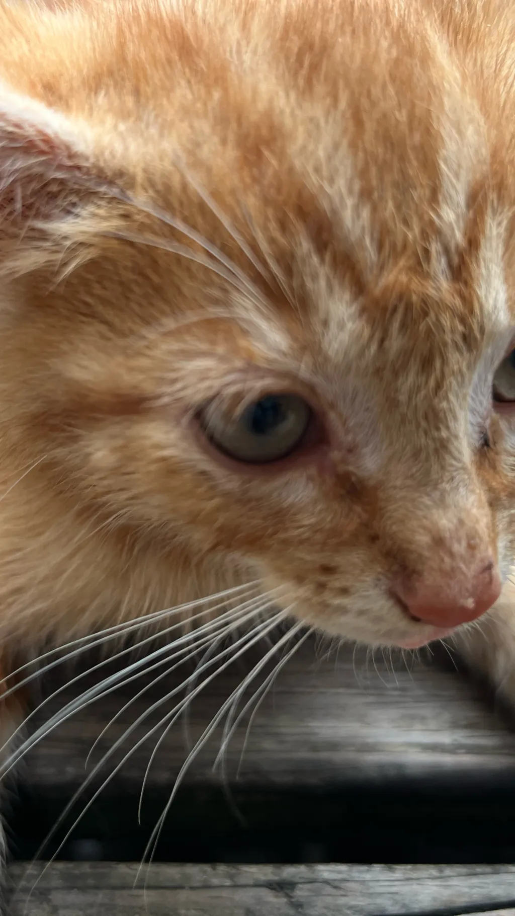 ai character: Your weak cat sick  background