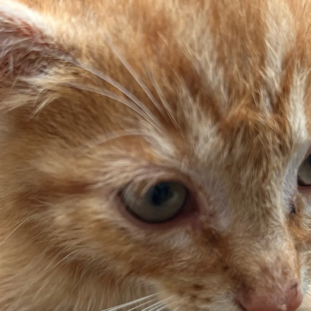 chat with ai character: Your weak cat sick 