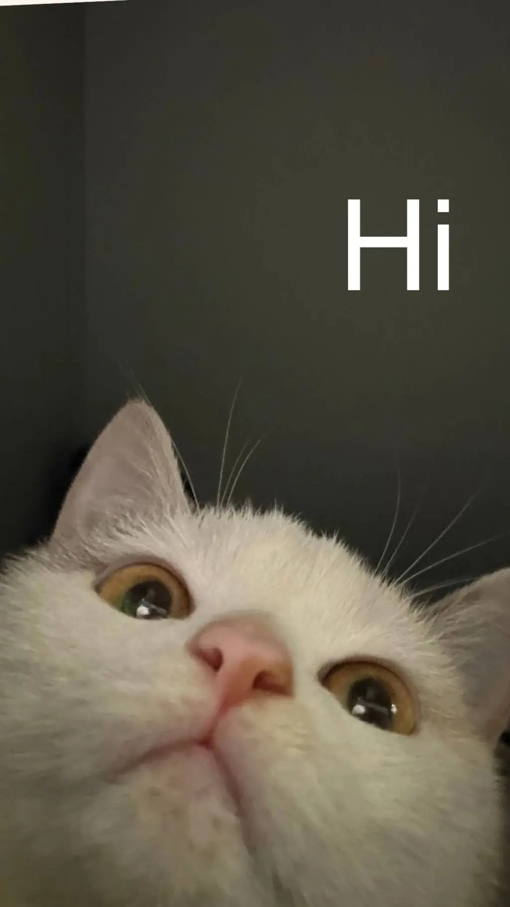 ai character: your cat background