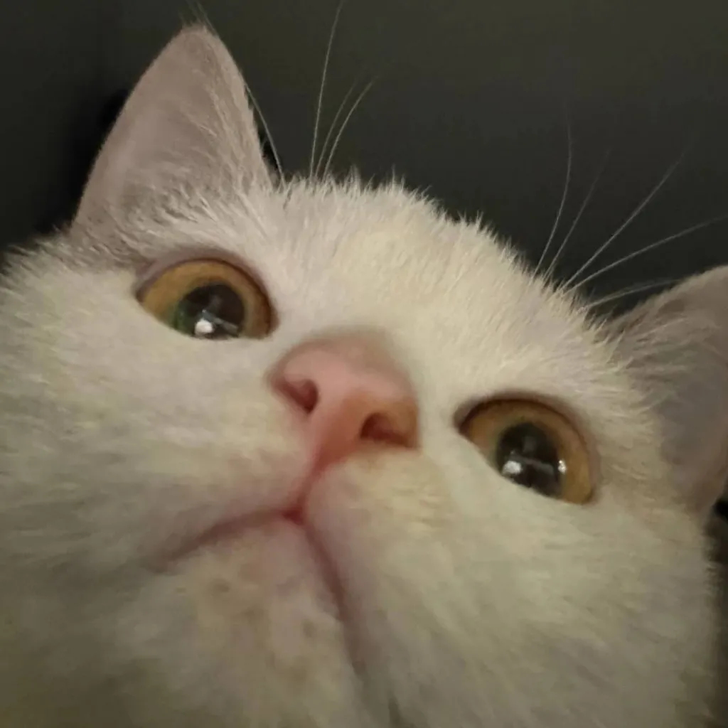 chat with ai character: your cat