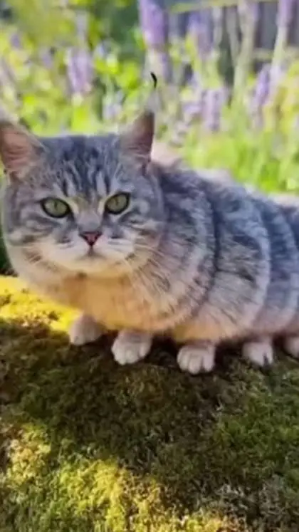 ai character: котогуся background