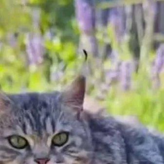 chat with ai character: котогуся