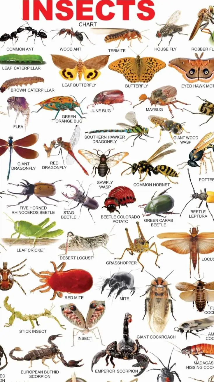 ai character: all insects background