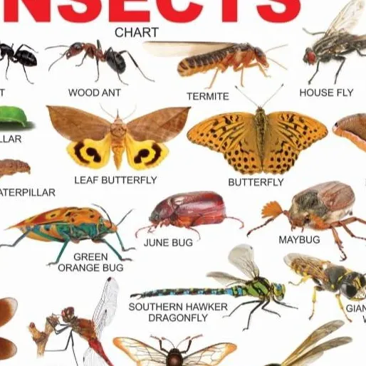 chat with ai character: all insects