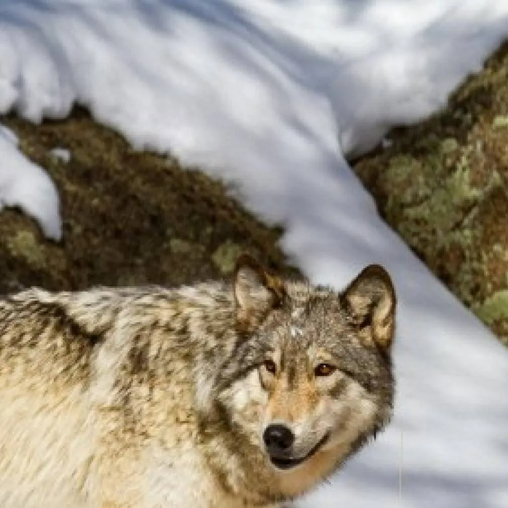 chat with ai character: She Wolf Yelostone